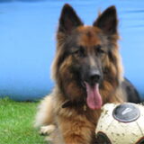 Sissi is een goede voetbalster. Het is bijna onmogelijk om haar te…