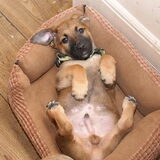 Hij ligt in de kattenmand!!