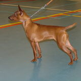 Foto Nouschka de hond van mijn moeder.