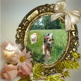Foto van liesbeth,Turbo,Luna, Levi en Faith