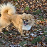 HP wandeling