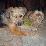 Foto van liesbeth,Turbo,Luna, Levi en Faith