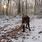 Milow 9 mnd, zijn eerste ontmoeting met sneeuw...
