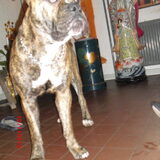 kILO DE MATTIE VAN SYKO EN kILLER