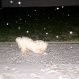 Sneeuwballeke pakken!