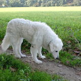 Foto van Annelies & Déru†, en de Puli,s Ixy en Kwint