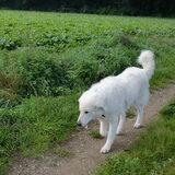 Foto van Annelies & Déru†, en de Puli,s Ixy en Kwint