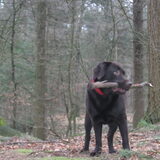Ros met stok