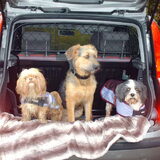 Foto van liesbeth,Turbo,Luna, Levi en Faith