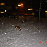 Binky de sneeuw schuiver hahaha.hij vint het helemaal geweldig de…