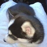 Skippa op schoot in de auto, voor het eerst mee naar huis. (toen…