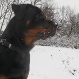 Foto van Hannie met Beer en Chelsea