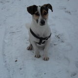 Melo in de sneeuw..