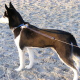 Skippa op het hondenstrand