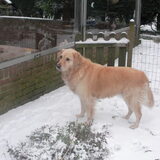 In de sneeuw 30-11-2010