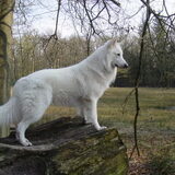 Jonge Mexx