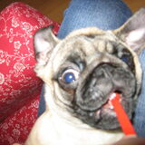 Foto van Carol, Odie, Aigo en Epke (Cobus RIP 27-6)