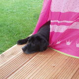 onze lieve max r.i.p lieve schat