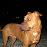 Foto van Dave