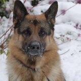 falco de sneeuwdog