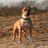 Blueberry Rebels Yazzy (24-03-1999) Ataxia Carrier