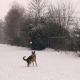 Sneeuwballen vangen