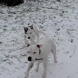 Zoefffff met Lady hihi