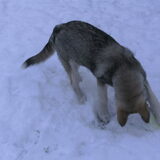 winterpret met de bal