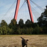 ROTTERDAMSE STAFFORD!!!!!!!! (8maanden)