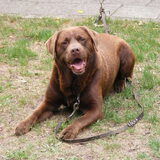 Buddy in onze achtertuin.