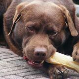 Buddy met kluif.