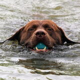 Buddy in het water!