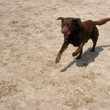Buddy in het Leyparc in Tilburg.