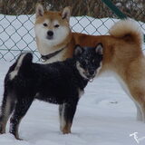 Shinju en pupje Furo