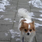 Op wandel in de sneeuw