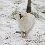 Clover heeft lol