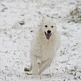 Clover (L) sneeuw