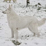 Mooie Cloofie (L)