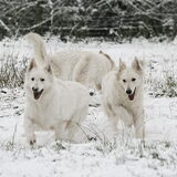 FiFi, Tirsh en Clover
