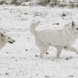 Meeya en FiFi