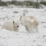 Foto van Charlotte en de Witjes