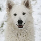 Meeya lieffie