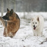Knappe Schatzi en Precious