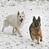 Moteq en Tirsh in de sneeuw