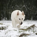 Wolfje Lynndee