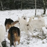 spelen