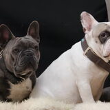 Foto van bullenfan