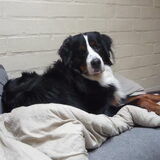 Aiko 17 maand