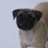 Foto van Carol, Odie, Aigo en Epke (Cobus RIP 27-6)