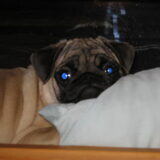 Foto van Carol, Odie, Aigo en Epke (Cobus RIP 27-6)